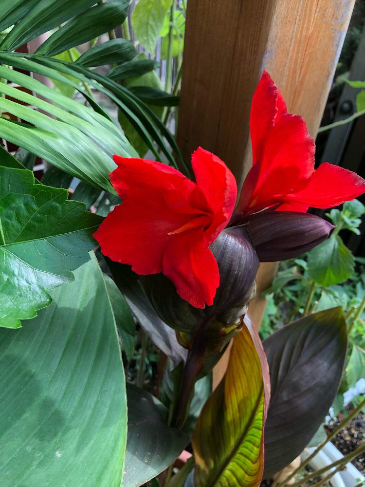 カンナの投稿画像 By 南国オヤジさん 真っ赤な花と玄関の花壇とトロピカルとおうちで楽しむ夏の草花フォトコンと南国風と花のある暮らしとアジアンガーデニング 月8月6日 Greensnap グリーンスナップ