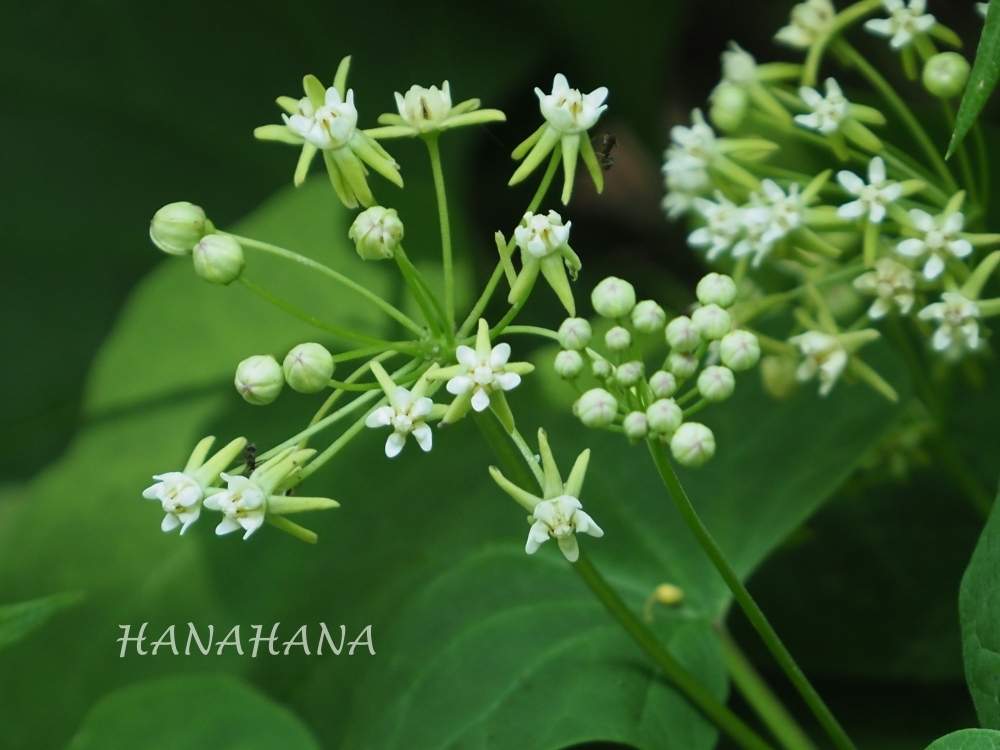 イケマの投稿画像 By Hanahanaさん 白い花と北海道と野の花 月8月6日 Greensnap グリーンスナップ