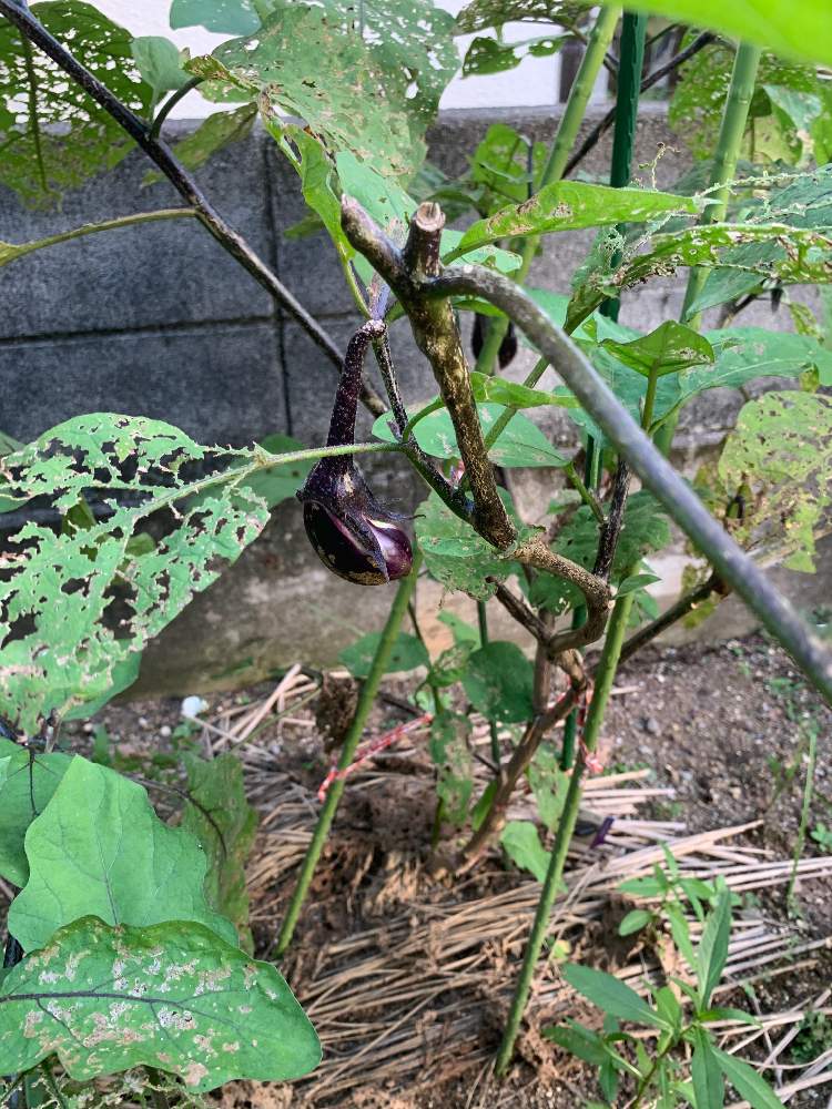 ヤヤちゃんさんの投稿画像 月8月6日 Greensnap グリーンスナップ