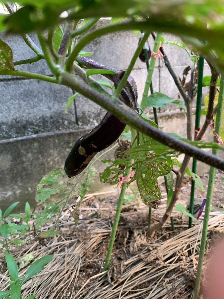 ヤヤちゃんさんの投稿画像 月8月6日 Greensnap グリーンスナップ