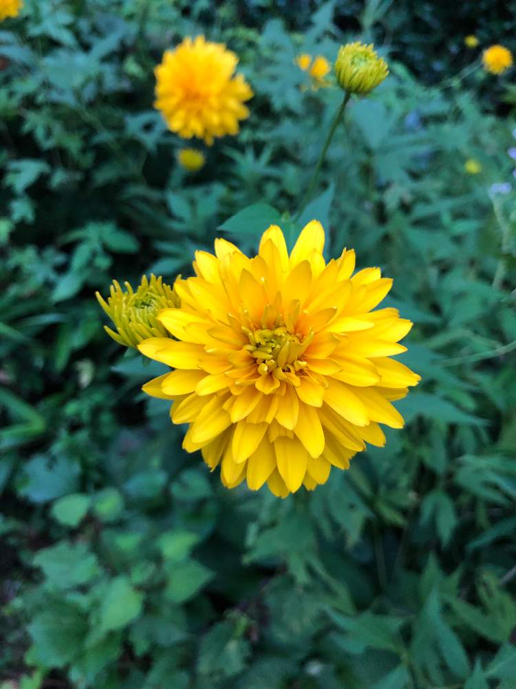 ひいろさんの投稿画像 月8月6日 Greensnap グリーンスナップ