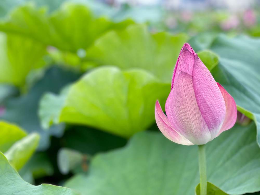 蓮根の花の投稿画像 By Chico さん ピンクの花と夏の花とはすの花と花に癒される日々と花のある暮らし 月8月6日 Greensnap グリーンスナップ