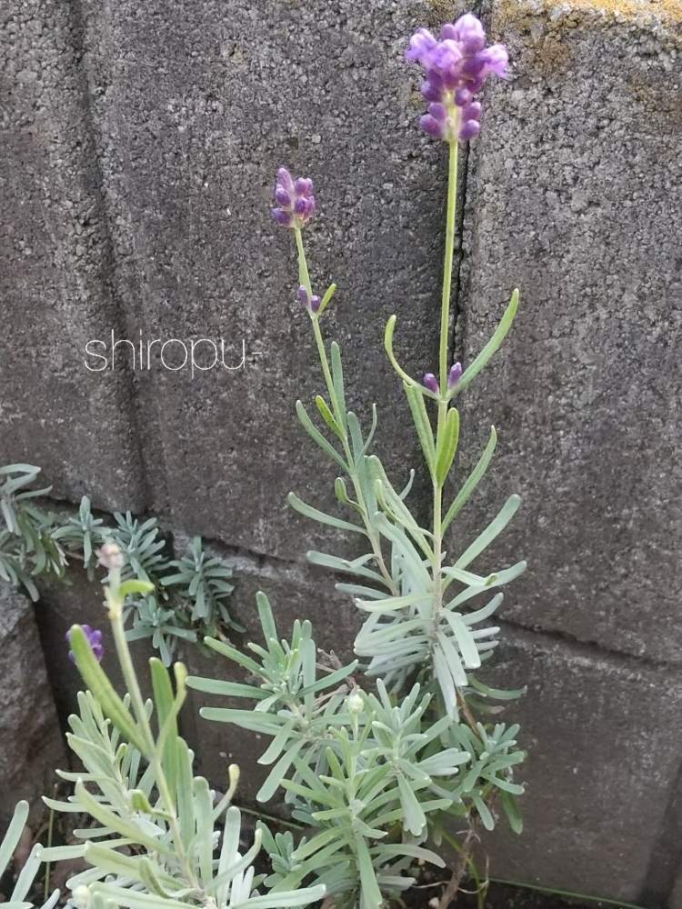 ラベンダーの投稿画像 By しろぷーさん 夏の花とおうち園芸とおうちで楽しむ夏の草花フォトコンと多年草とハーブといい香りとガーデニングと花のある暮らしと地植えと手間要らずとシルバーリーフ 2020月8月6日 Greensnap グリーンスナップ