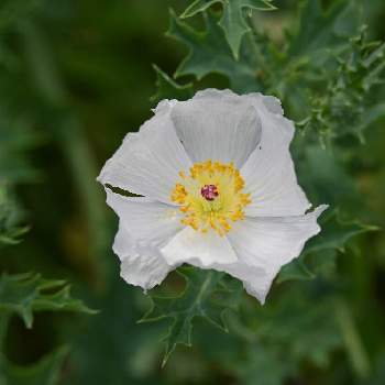 薊芥子
