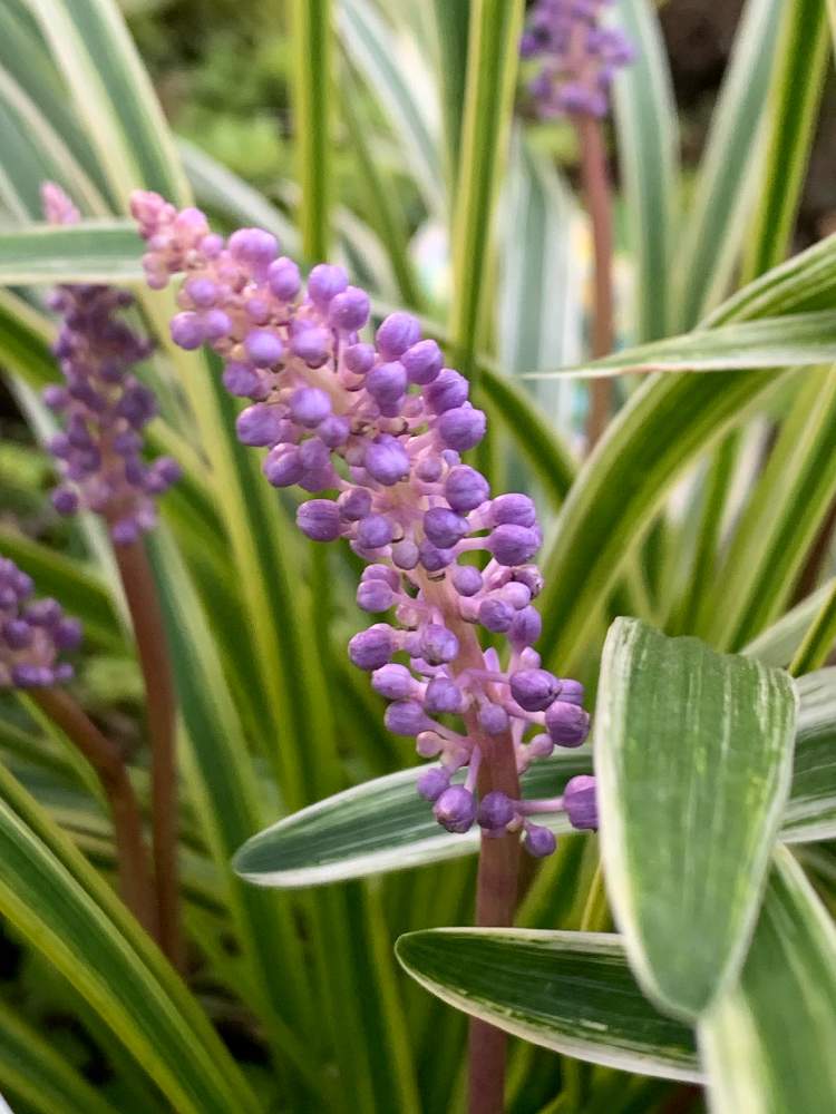 やぶらんの投稿画像 By しろいるかさん 小さな花壇と斑入り好き とおうち園芸と植えっぱなしと日陰庭と小さな花と群集と粒々の花とグランドカバーと紫の花 月8月6日 Greensnap グリーンスナップ