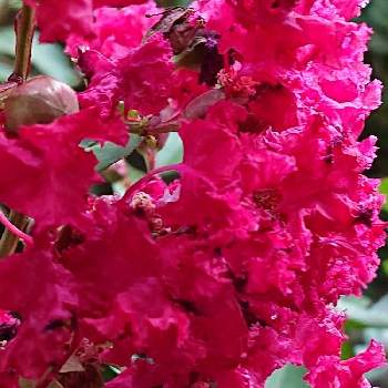 百日紅❣️の画像 by ひーくんさん | 小さな庭と花の色と百日紅❣️と大好きなお花と花のある暮らしと花のかたち。