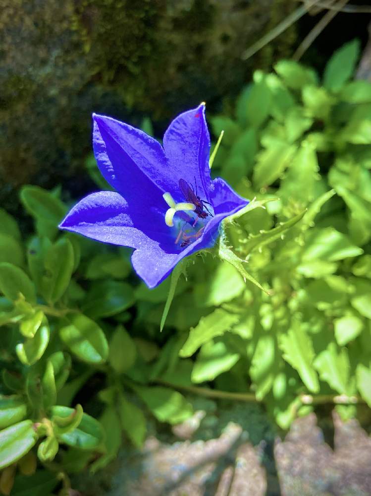 イワギキョウの投稿画像 By Linmokuさん 山野草と紫の花とハイキング 登山と初夏の花たち 月8月6日 Greensnap グリーンスナップ