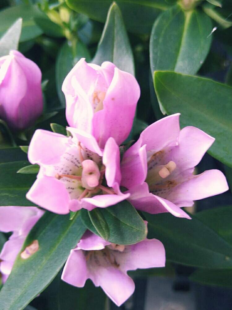リンドウの投稿画像 By ゆめ さん 今日もお疲れ様 といつかの出逢い花 と優しい花言葉とピンクのお花と花のある暮らしとお花屋さんと可愛い 月8月6日 Greensnap グリーンスナップ