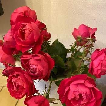 京成バラの画像 by Naomamさん | 小さな庭とチェリーボニカとお家とおうちで楽しむ夏の草花フォトコンと京成バラとゆっくりとした時間と四季咲きと鮮やか とバラ、バラ、バラとかわいい〜とチェリーボニカ薔薇