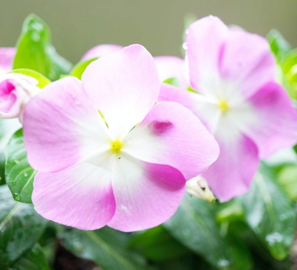 ニチニチソウの投稿画像 By そらさん 元気いっぱいとありがとう とかわいい とおうち園芸と星に願いを と手を繋ごうとビタミンfと自己大満足 とおうちで楽しむ夏の草花フォトコン 月8月7日 Greensnap グリーンスナップ