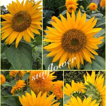 大輪ひまわりの投稿画像一覧 Greensnap グリーンスナップ