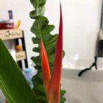 ヘリコニアアンドロメダの一覧 Greensnap グリーンスナップ