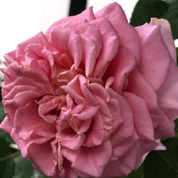 シュラブの投稿画像一覧 Greensnap グリーンスナップ