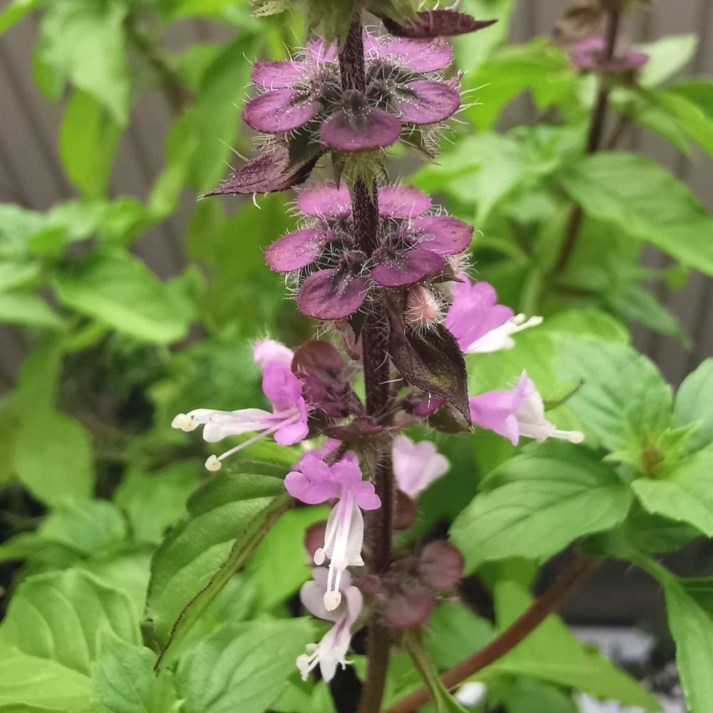 ハーブの投稿画像 By ヒカリさん ホーリーバジルの花とホーリーバジル 月8月7日 Greensnap グリーンスナップ