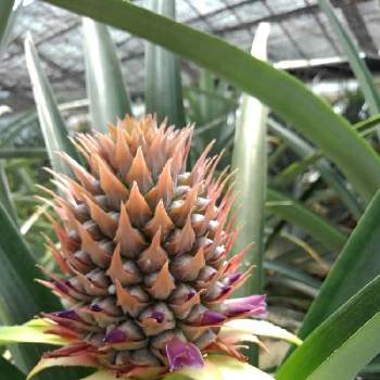 果物の花の投稿画像一覧 Greensnap グリーンスナップ