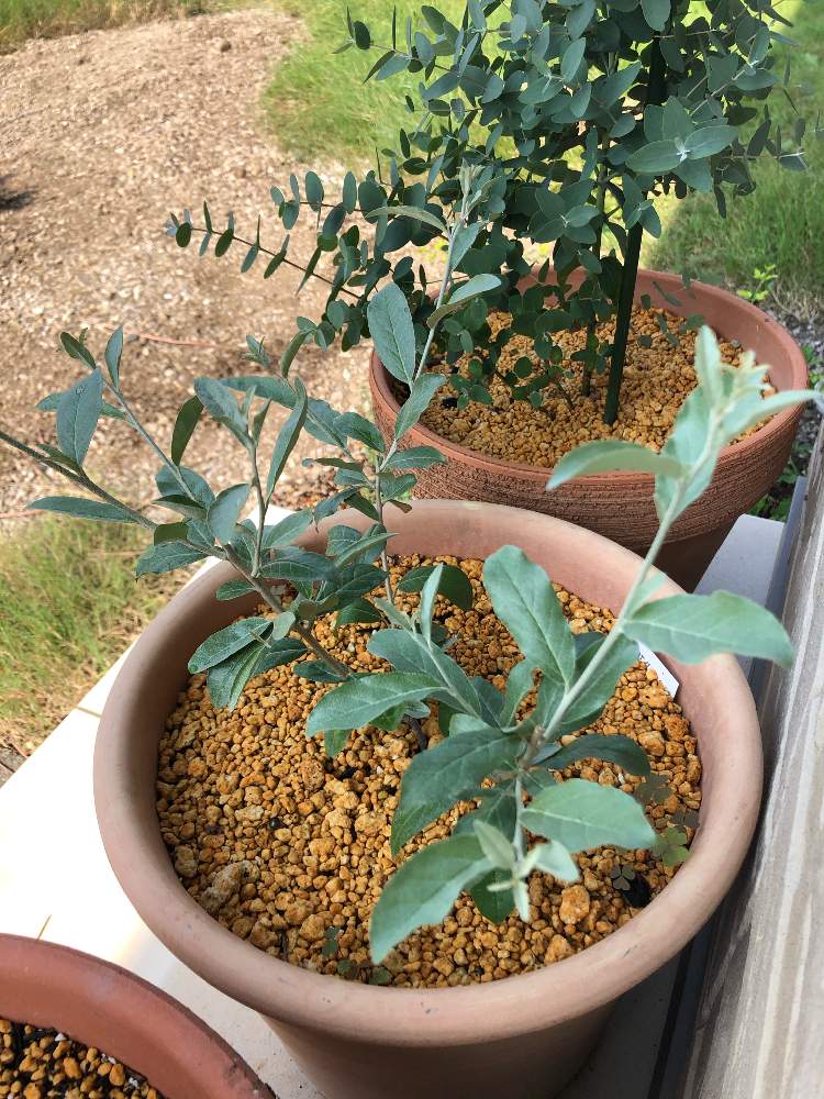 ユーカリグニーの投稿画像 By ベルガモットさん ロシアンオリーブと鉢植えと癒しと成長中と切り戻し後 月8月7日 Greensnap グリーンスナップ