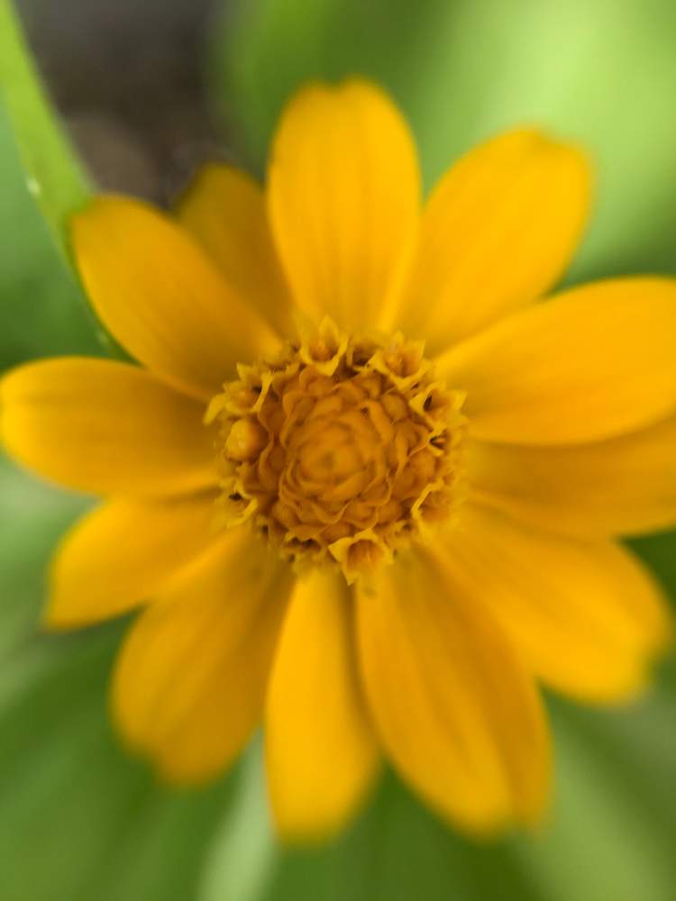 たねからの幸せの投稿画像 By アリス さん スマホ用マクロレンズ使用とおうち園芸とビタミンカラーとメランポジューム 月8月7日 Greensnap グリーンスナップ