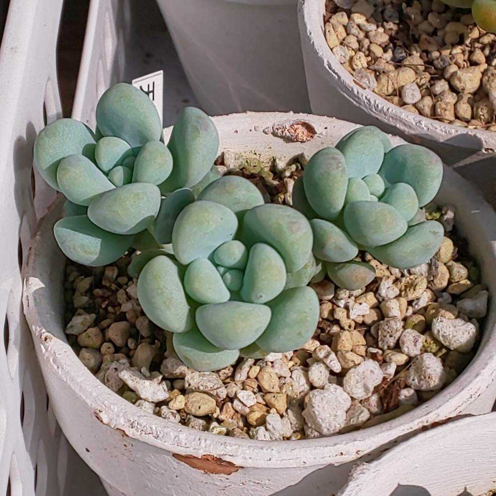 多肉植物 天使の雫/トレレアシー カット苗 7個 多肉植物 天使の雫/トレレアシー カット苗 7個