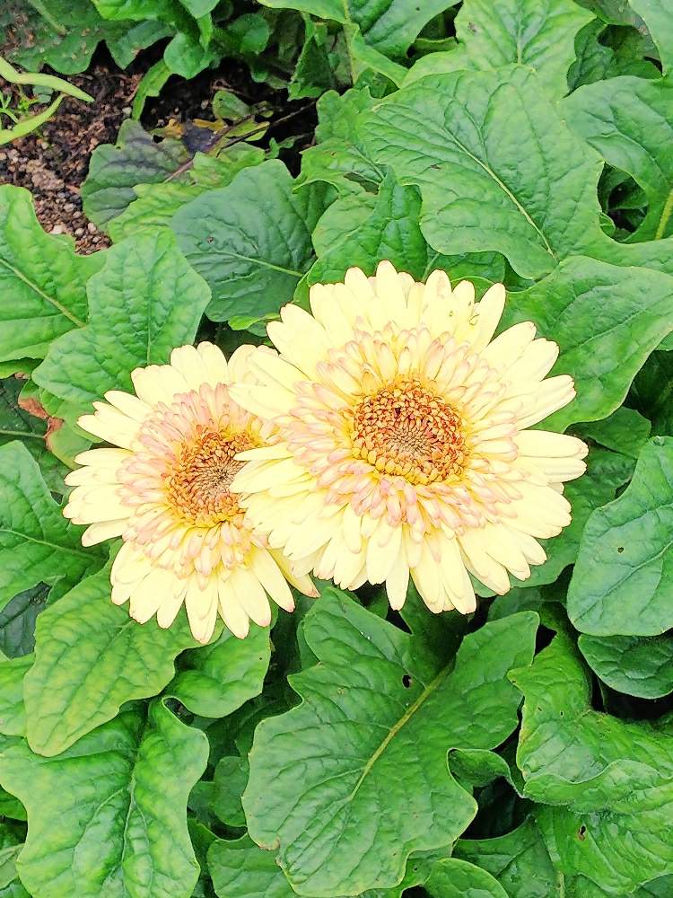 ガーベラ カートホイールの投稿画像 By ルンコさん 黄色の花とお散歩コースと可愛いなあ と で数珠つなぎとお出かけ先と黄色の花とお散歩コースと可愛いなあ と で数珠つなぎ 月8月7日 Greensnap グリーンスナップ Greensnap グリーンスナップ