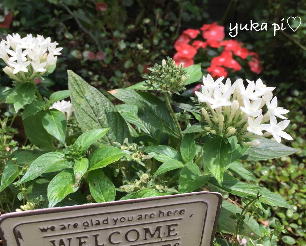 小さな庭の投稿画像 By ゆかぴさん 花壇と白い花とペンタス とおうち園芸と花壇と白い花とペンタス とおうち園芸 月8月7日 Greensnap グリーンスナップ Greensnap グリーンスナップ