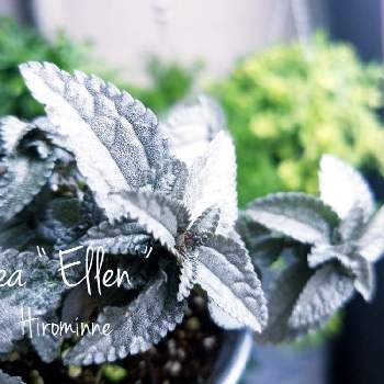 ピレア エレンの画像 by ヒロミンさん | ピレア エレンと観葉植物とK.Kさん幸せ便