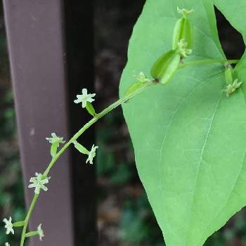 山芋の花の投稿画像一覧 Greensnap グリーンスナップ