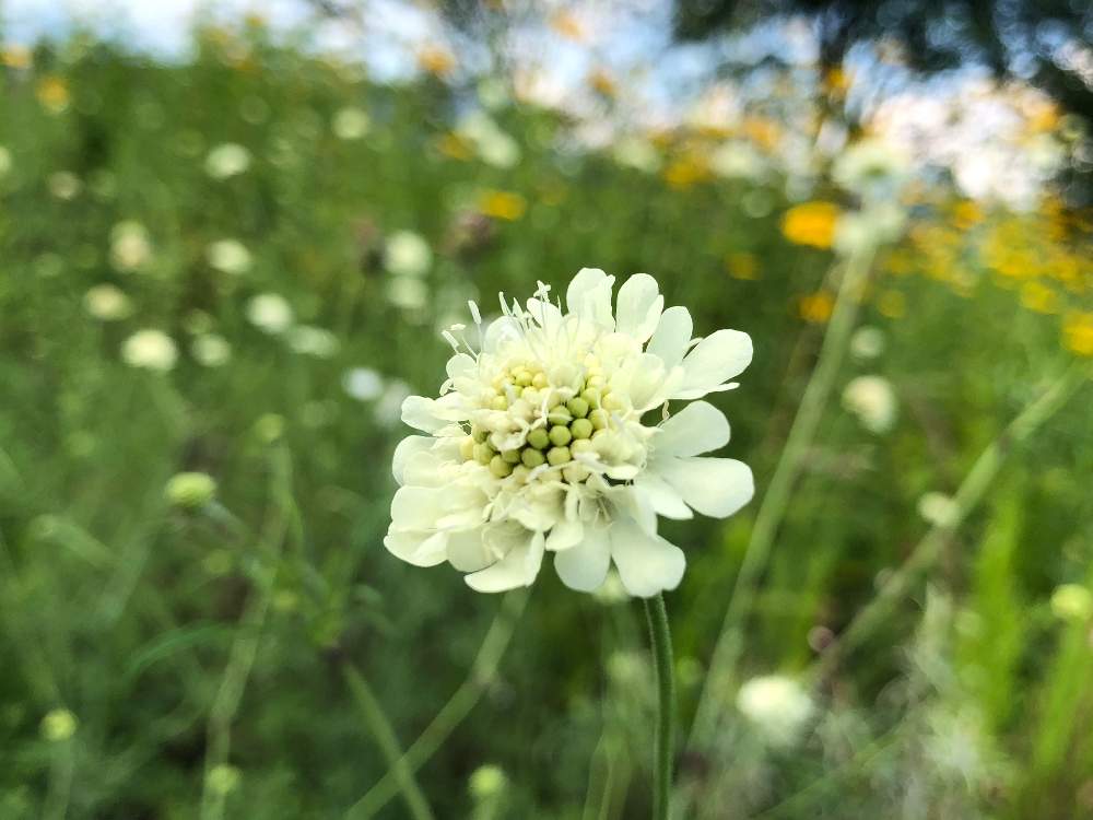 セイヨウマツムシソウの投稿画像 By むらさきさん 長野県白馬村と可愛いと癒し と白い花と白馬五竜高山植物園 月8月7日 Greensnap グリーンスナップ