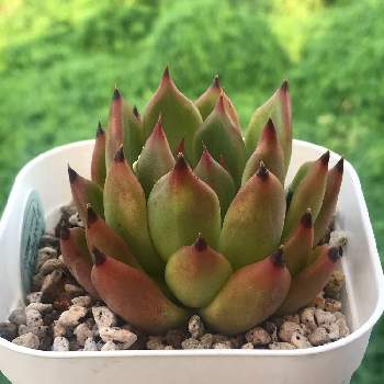 ヴァンガード の投稿画像一覧 Greensnap グリーンスナップ