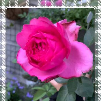 イヴピアッチェの画像 by もみじさん | 小さな庭とイヴピアッチェと幸せと薔薇愛同盟とお庭の草花とバラ・切り花品種とお家大好きとおうち園芸とありがとうとメイアンと全部GSのせいだと庭のばらと小さな小さな庭と花のある暮らしとばら 薔薇 バラとおうちで自然を感じると三種の神器と香りのバラとイヴ系