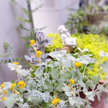 クリソセファラム♡の画像 by Bree Van de Kampさん | 小さな庭とクリソセファラム♡と寄せ植えとおうち園芸と バロータと花のある暮らしと小花好きとシルバーリーフ