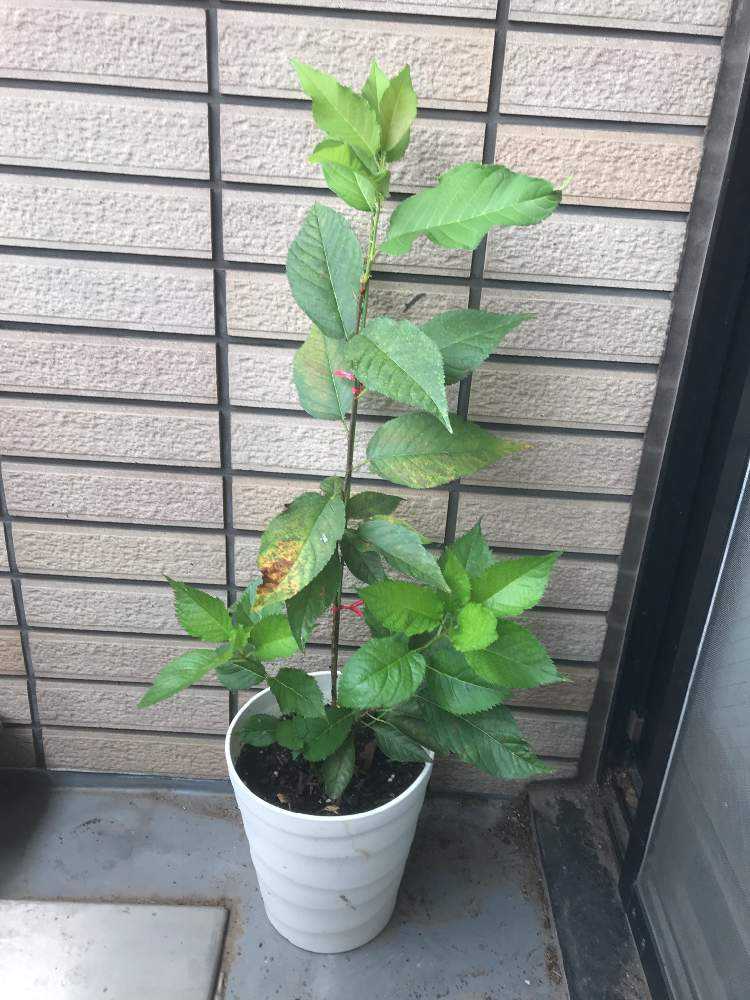 河津桜の成長日記 Greensnap グリーンスナップ