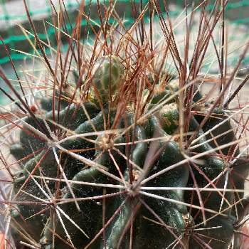 Hamatocactus setispinusの画像 by Succulent Eyeさん | Hamatocactus setispinusと#cactus
