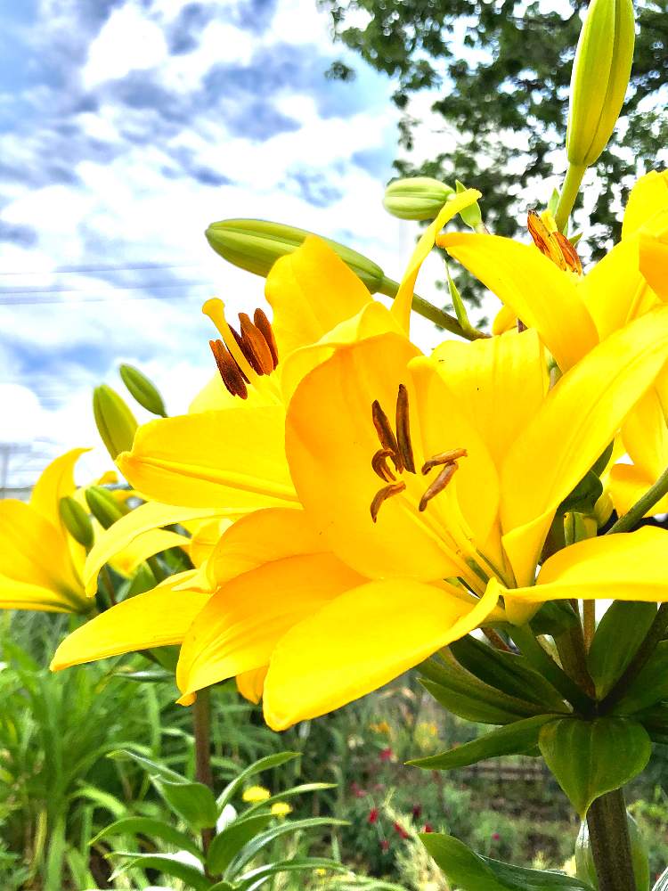 百合の投稿画像 By プルメリアさん ユリとゆりと花のある風景とかわいい と癒しと今日の一枚と黄色い花と今日のお花とビタミンカラーと癒され風景とハレノヒとガーデニングと花のある暮らしとお花好きと青空 月8月7日 Greensnap グリーンスナップ