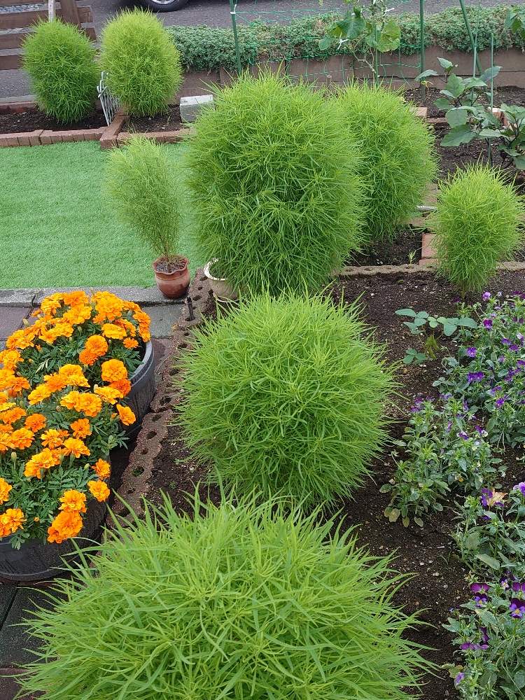 北海道の投稿画像 By Tedさん コキア 月8月7日 Greensnap グリーンスナップ