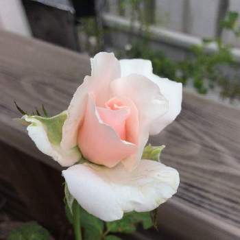薔薇オードリーヘップバーンの画像 by bayx2さん | 薔薇オードリーヘップバーンと花のある空間とみどりのある暮らしとウッドデッキとバラのある暮らしとおうち園芸とバラ 鉢植えとなんちゃってロザリアンと鉢植えとみどりに癒されると花のある暮らし