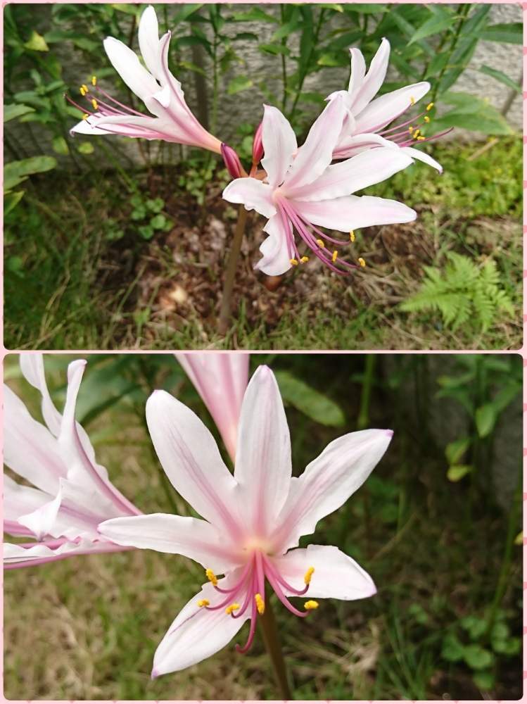 リコリスの投稿画像 By アクアポリンさん ピンクの花と花のある暮らしと今日のお庭 月8月7日 Greensnap グリーンスナップ
