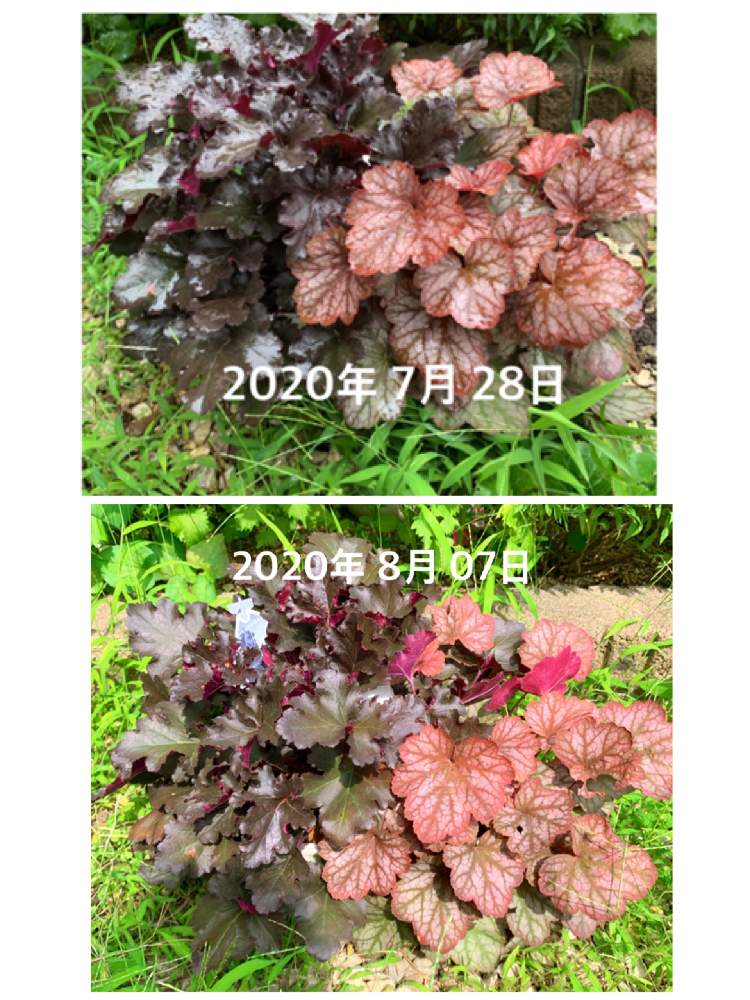 ヒューケラドルチェ スイートプリンセスの投稿画像 By Eshinobumさん ヒューケラドルチェブラックジェイドと ガーデリンク Pwと花コレとおうち園芸とお花達の成長記録と花のある暮らし 月8月7日 Greensnap グリーンスナップ