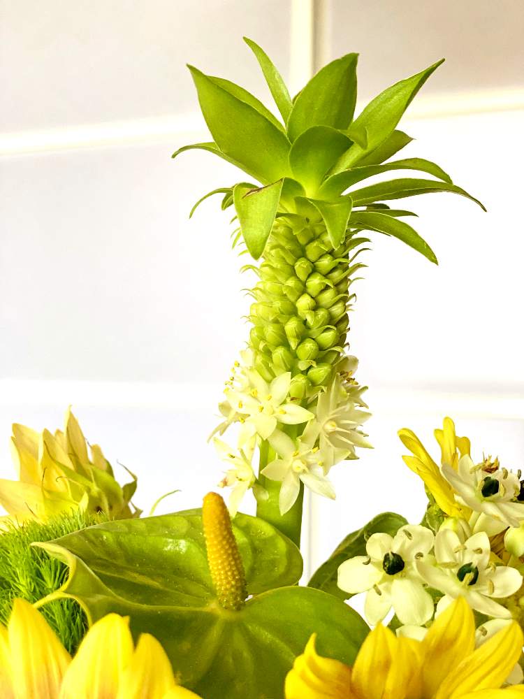 パイナップルリリーの投稿画像 By みどりんさん トロピカルフラワー と花を飾ろうとおうちで楽しむ夏の草花フォトコンと夏のアレンジメントと元気になる花とトロピカルフラワーと花を飾ろうとおうちで楽しむ夏の草花フォトコンと夏のアレンジメントと元気になる花 月
