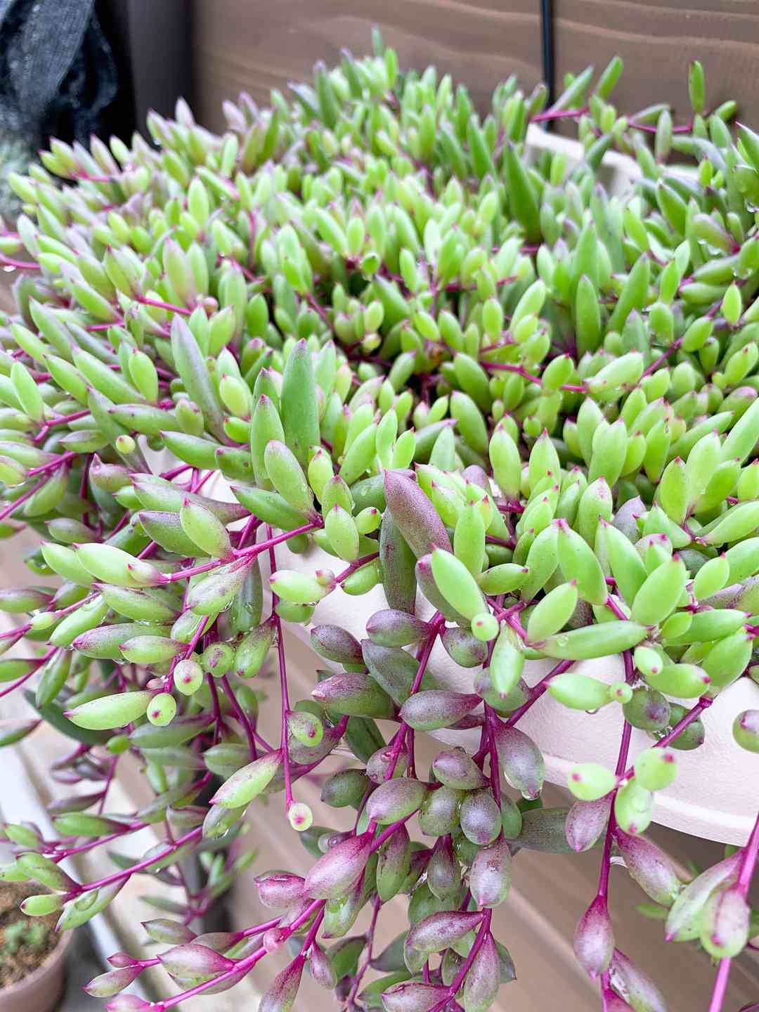 ルビーネックレス 多肉植物 ルビーネックレスの根詰まり｜🍀GreenSnap（グリーンスナップ）