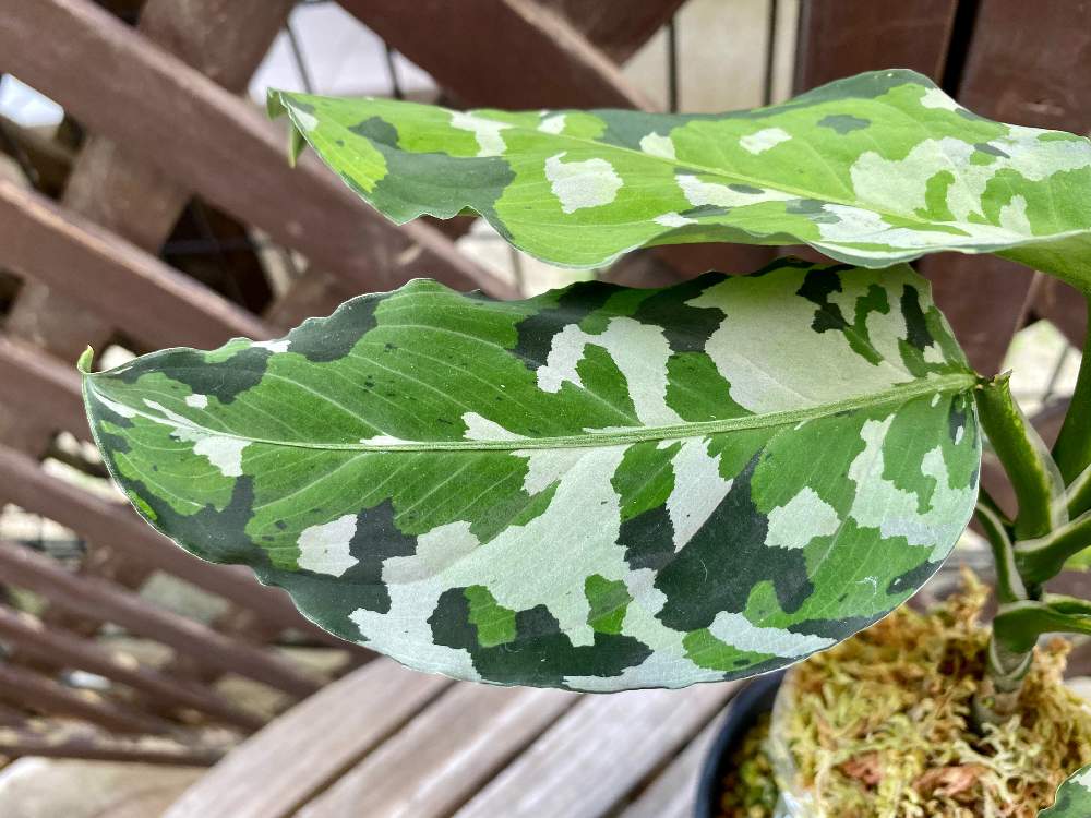アグラオネマ ピクタム アンダマン - 植物/観葉植物