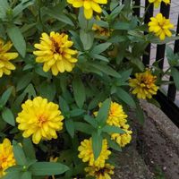 ジニア（百日草）の画像