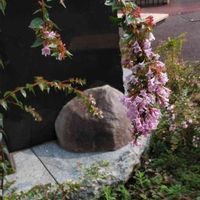 アベリア エドワード・ゴーチャーの画像