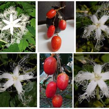 夜だけ咲く花の投稿画像一覧 Greensnap グリーンスナップ 夜だけ咲く花の投稿画像一覧 Greensnap グリーンスナップ