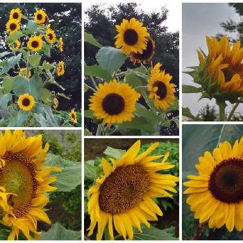 太陽の花の投稿画像一覧 greensnap グリーンスナップ