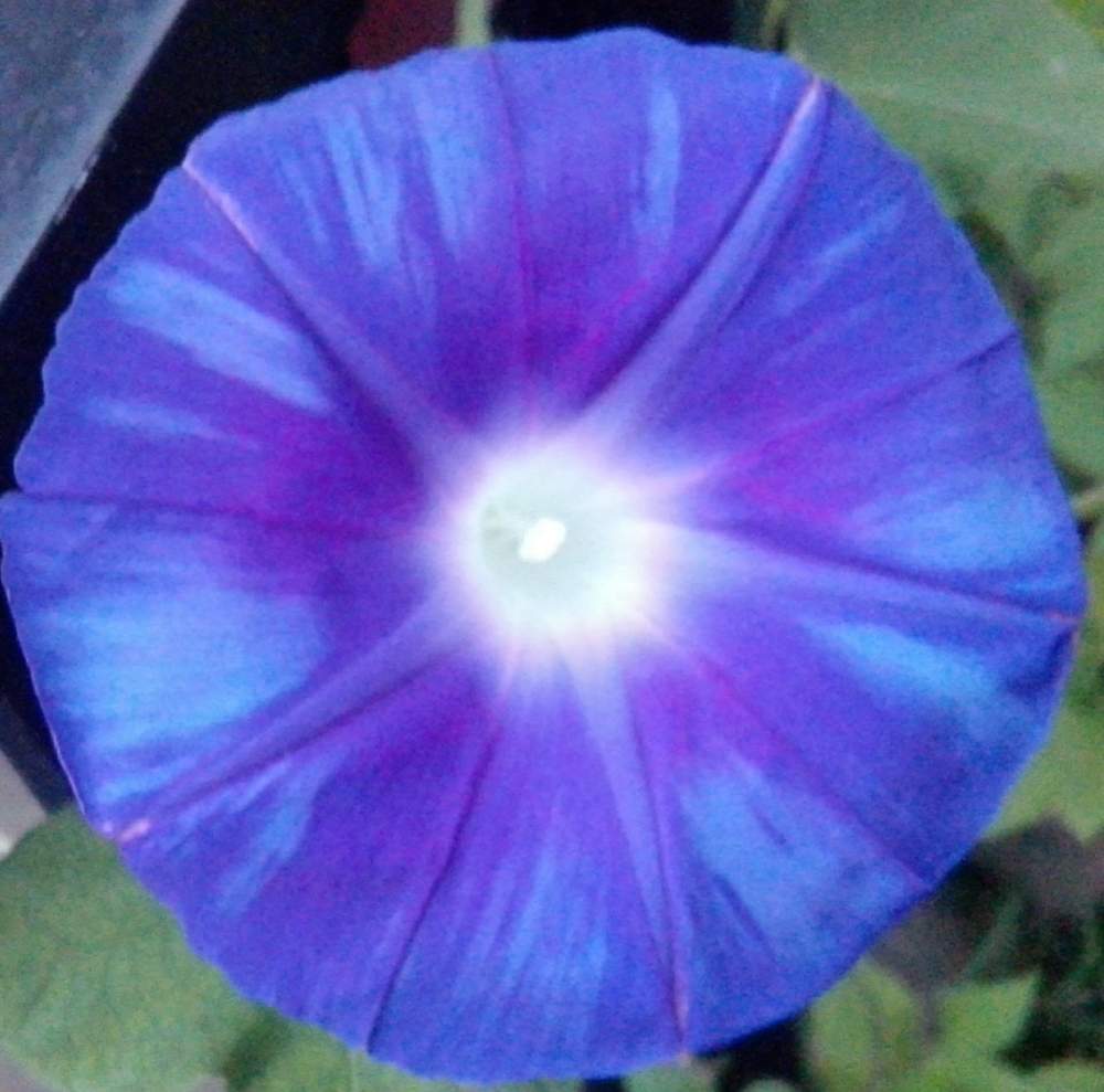 アサガオの投稿画像 By 花いっぱい さん 何色と生命力感じるとおきにいり と鮮やかな色と毎日がたのしみと自然の恵と鮮やか と新発見 と癒されます と青い朝顔マニア 月8月 8日 Greensnap グリーンスナップ