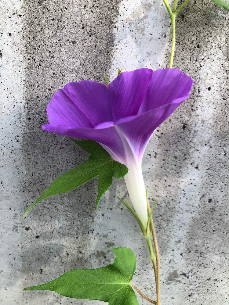朝顔の投稿画像 By もりっちさん 朝顔 と自然と花壇と紫色の花とあさがお とおうち園芸と自然美とお家で自然を感じるとおうちで楽しむ夏の草花フォトコンと自然の中でとお庭の植物と花のある暮らしと玄関先 月8月8日 Greensnap グリーンスナップ 朝顔の投稿画像 By もりっちさん 朝顔 と自然と花壇と紫色の花とあさがお とおうち園芸と自然美とお家で自然を感じるとおうちで楽しむ夏の草花フォトコンと自然の中でとお庭の植物と花のある暮らしと玄関先 月8月8日 Greensnap グリーンスナップ