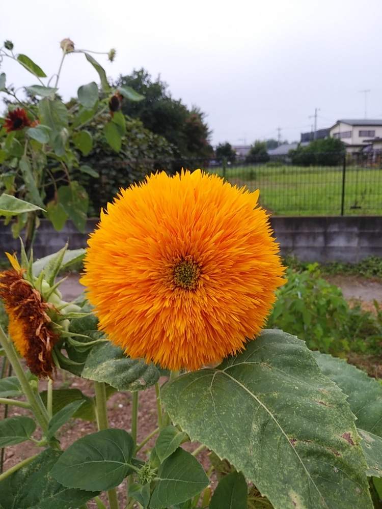 愛用 ひまわり 東北八重の種 O1saude Com Br