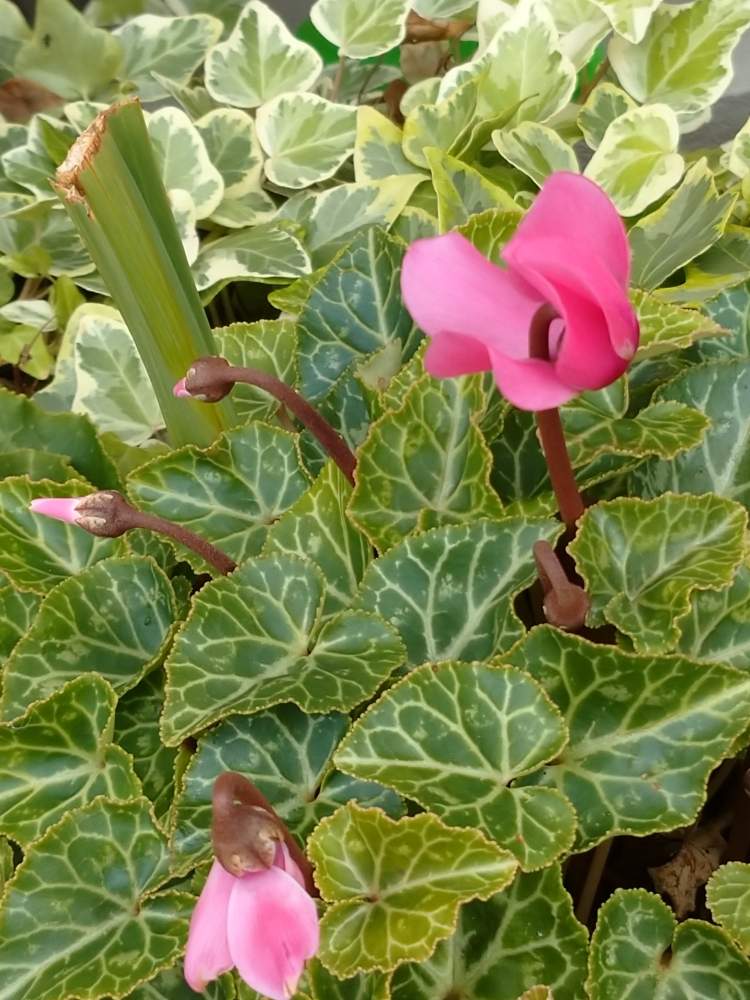 なぜそうなる の投稿画像 By うさぎさん おうち園芸と癒し系とガーデンシクラメン と可愛い と花のある暮らしとヘデラ と茎だけのグラジオラス 月8月8日 Greensnap グリーンスナップ