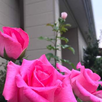 ザ マッカートニーローズの画像 by おじゃがさん | 小さな庭とザ マッカートニーローズとバラ ローズドゥグランヴィルと季節の花と花のある暮らしとばら バラ 薔薇と医療・介護の皆様に感謝