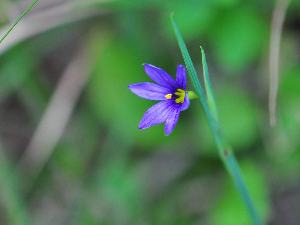 ルリニワゼキショウの投稿画像 By Ykrさん 野草と山野草と紫色の花と青い花と美幌峠と北海道と自生 月8月8日 Greensnap グリーンスナップ